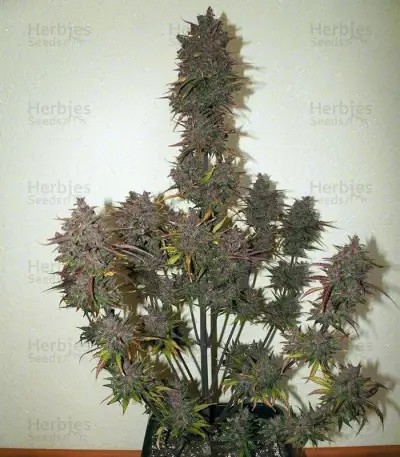 Fastberry Auto (Fast Buds) Cannabis-Samen