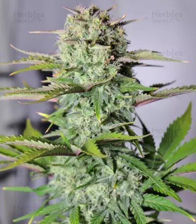 G14 Auto (Fast Buds) Cannabis-Samen