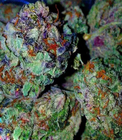 Grand Master Kush regular (Sumo Seeds) Cannabis-Samen