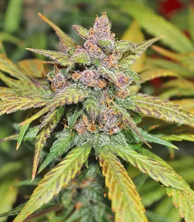 LSD-25 Auto feminisierte Samen