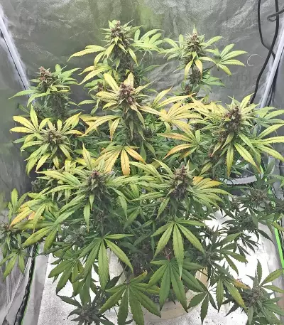 LSD-25 Auto feminisierte Samen