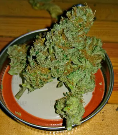 Russian Doll (Kannabia Seeds) Cannabis-Samen