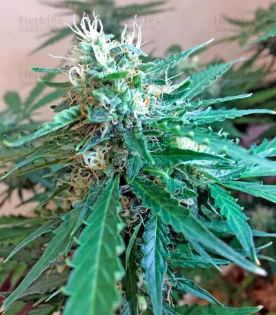 Northern Light X Skunk (World of Seeds) Cannabis-Samen