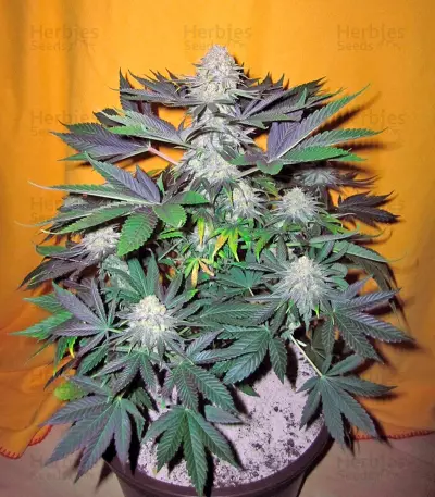 Pamir Gold (Dutch Passion) Cannabis-Samen