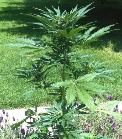 Royal Jack Automatic (RQS) Cannabis-Samen