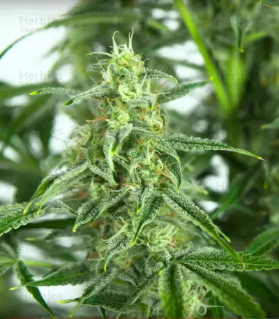 Sour Diesel Autoflowering (Dinafem Seeds) Cannabis-Samen