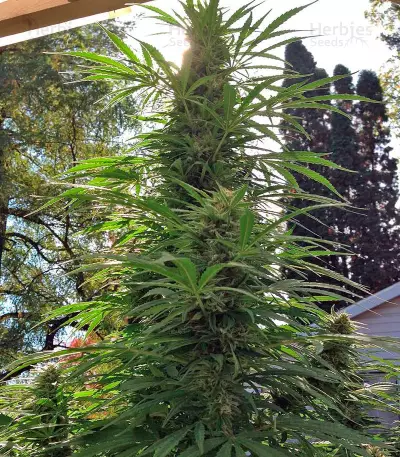 Strawberry Blue (World of Seeds) Cannabis-Samen