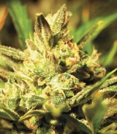 Super Critical Auto (GHS) Cannabis-Samen