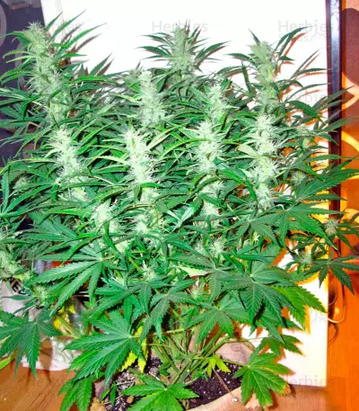 Sweet Coffee Ryder Auto (World of Seeds) Cannabis-Samen