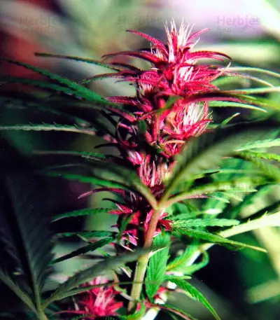 Twilight (Dutch Passion) Cannabis-Samen