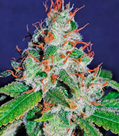 White Lemon (Strain Hunters) Cannabis-Samen