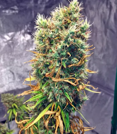 White Strawberry Skunk (Strain Hunters) Cannabis-Samen