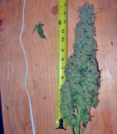 Alaskan Ice (GHS) Cannabis-Samen