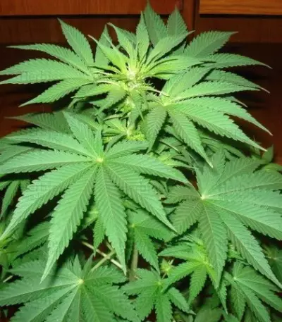 Jack La Mota (Medical Seeds) Cannabis-Samen