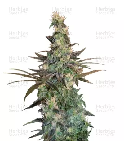 A-Train (T.H. Seeds) Cannabis-Samen