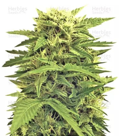 Auto Super Hash (Pyramid Seeds) Cannabis-Samen