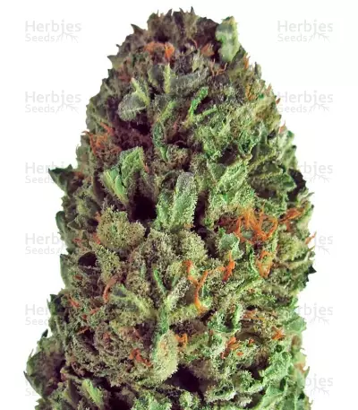 Budzilla (Heavyweight Seeds) Cannabis-Samen