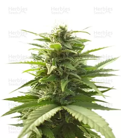 Mr. Bubble regular (T.H. Seeds) Cannabis-Samen