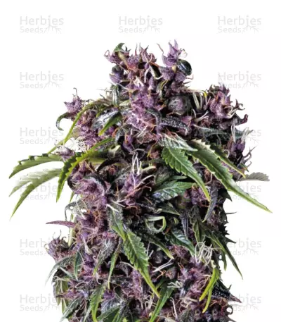 Purple (Pyramid Seeds) Cannabis-Samen