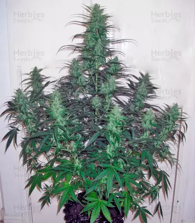 Auto Durban Poison (Dutch Passion) Cannabis-Samen