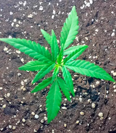 Critical + (Dinafem Seeds) Cannabis-Samen