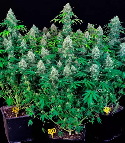 Double Dutch regular (Serious Seeds) Cannabis-Samen