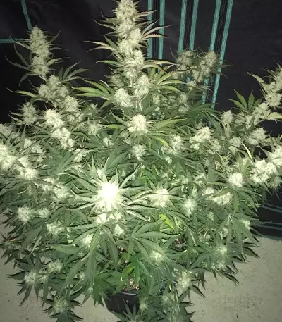 Fast & Vast Auto (Heavyweight Seeds) Cannabis-Samen