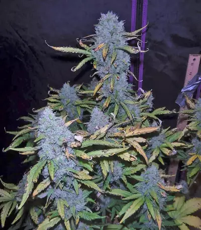 Green Crack Auto (Fast Buds) Cannabis-Samen