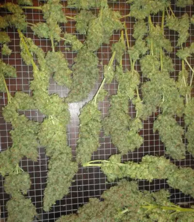 Jack Herer (Vision Seeds) Cannabis-Samen