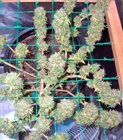 Mazar X White Rhino strain