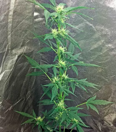Moby Dick Autoflowering (Dinafem Seeds) Cannabis-Samen