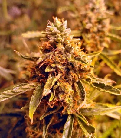 Sugar Mango Ryder Auto (World of Seeds) Cannabis-Samen