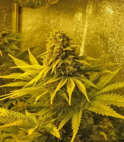 Sweet Skunk Automatic (RQS) Cannabis-Samen