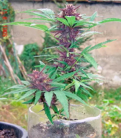 Twilight (Dutch Passion) Cannabis-Samen