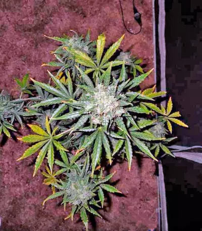 Fast Bud Auto (Sweet Seeds) Cannabis-Samen