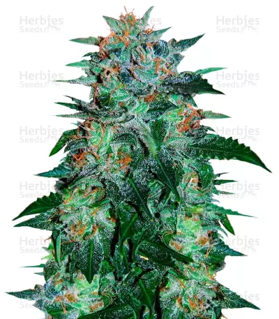 Flash Babylon Auto (Samsara Seeds) Cannabis-Samen