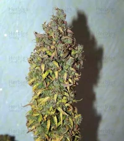 C4 Auto (Fast Buds) Cannabis-Samen