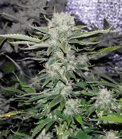 Critical Kush feminisierte Samen (Barney's Farm)