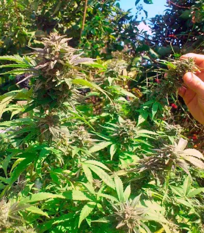 White Berry (Paradise Seeds) Cannabis-Samen