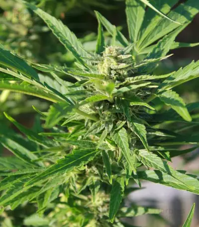 AK-49 Auto (Vision Seeds) Cannabis-Samen