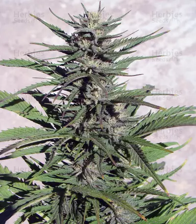 Auto Durban Poison (Dutch Passion) Cannabis-Samen