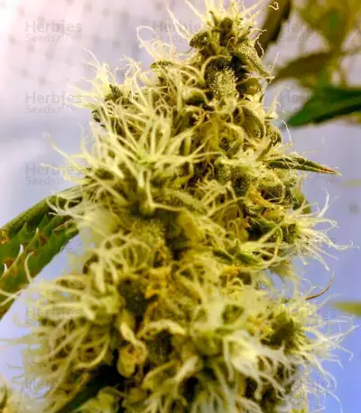 Big Band (Kannabia Seeds) Cannabis-Samen