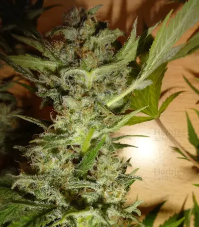 Bubblegum XL (RQS) Cannabis-Samen
