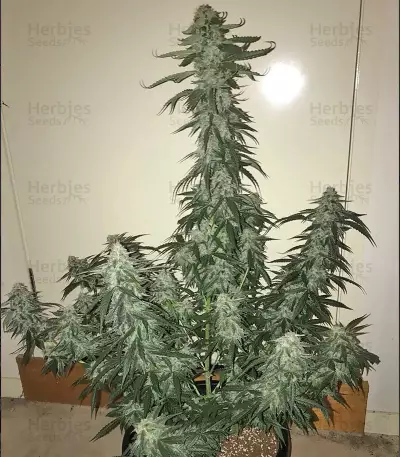 CBD Auto 1:1 (CBD Crack) Cannabis-Samen