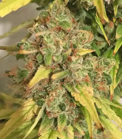 Kali & the Chocolate Factory (KFC Seeds) Cannabis-Samen