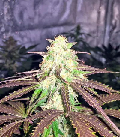 Northern Light Automatic (Nirvana Seeds) Cannabis-Samen