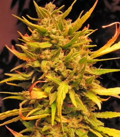 Psicodelicia (Sweet Seeds) Cannabis-Samen