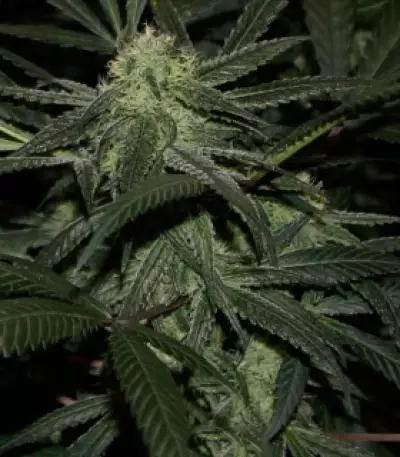 Royal Cookies (RQS) Cannabis-Samen