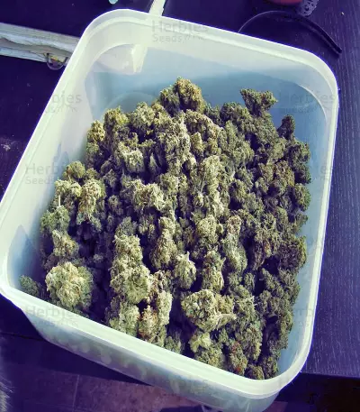 Amnesia (World of Seeds) Cannabis-Samen