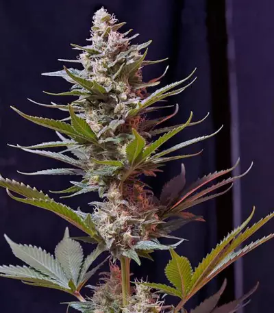 Cream Caramel F1 Fast Version (Sweet Seeds)